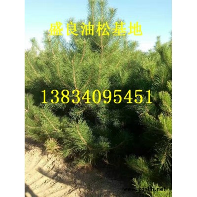 供应山西1米油松2米油松