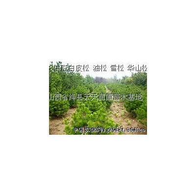 供应白皮松，油松苗等