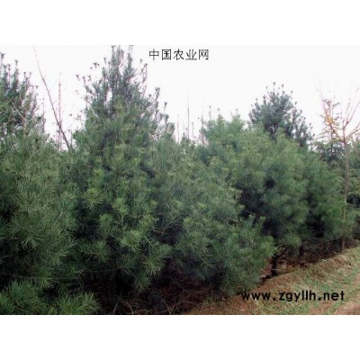 供应油松、罗汉松等