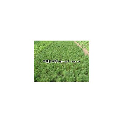 供应油松苗等