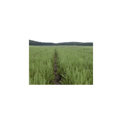 供应油松营养钵苗