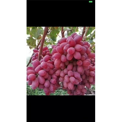 西葫芦冲施肥-冲施肥-润田肥料(查看)