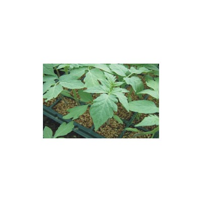 供应番茄育苗基质