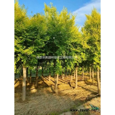 15公分金叶榆厂家，15公分金叶榆价格，15公分金叶榆批发