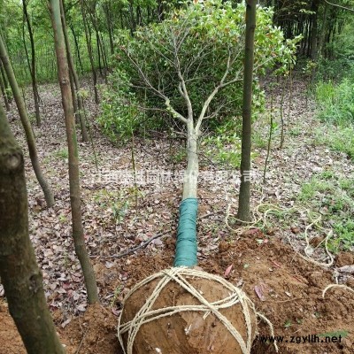 江西紫薇8～12公分九江10公分紫薇价格