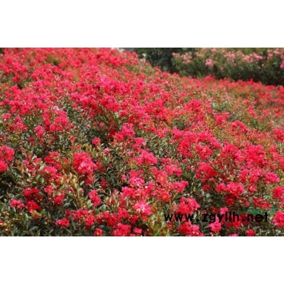 光辉红枫美丽中国*选彩叶植物新品种美国红枫江西1-10公分红枫价格