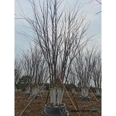 移栽截杆发帽枫香！分枝统一，冠幅饱满，二次移栽，存活率*高！