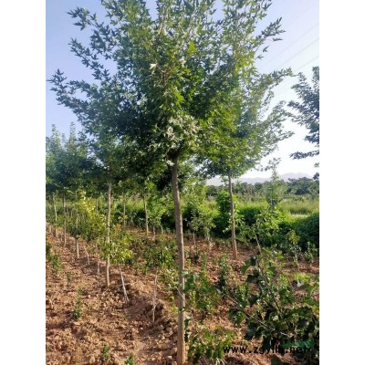 一米五侧柏，山西侧柏，大田侧柏