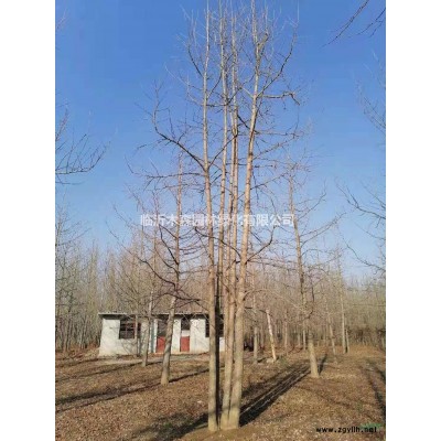 优质特价15公分樱花产地直销 山东樱花优质供应商 樱花培育基地