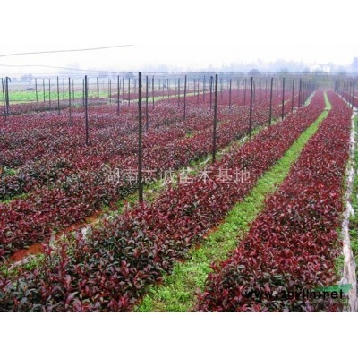 八月桂-丹桂-四季桂-湖南桂花树-基地直销-价格优惠-量多从优