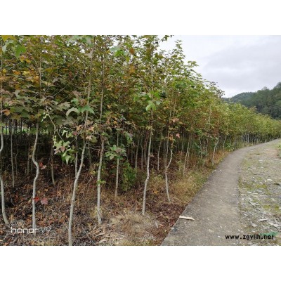 浙江地区供应高度30-60公分柏木容器苗