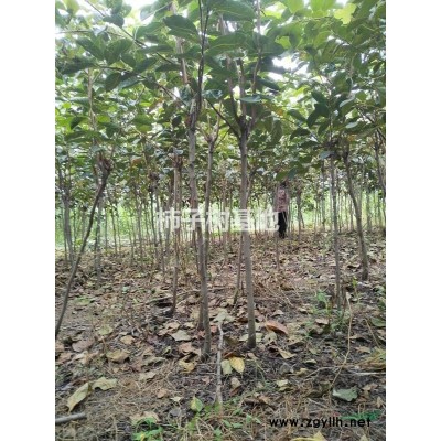 核桃，核桃树苗基地直销