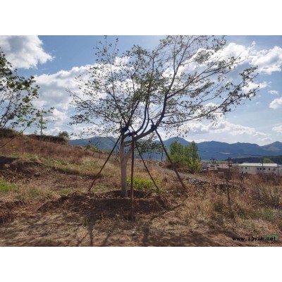 飘絮元宝枫22公分