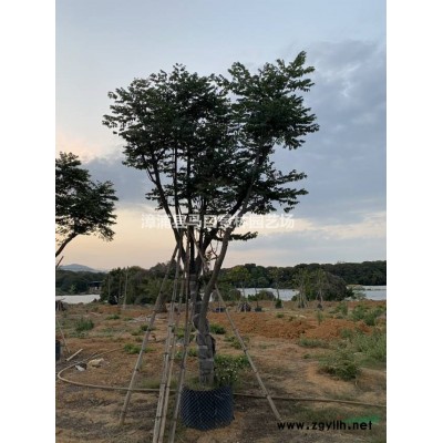 福建黄金叶图片 漳州黄金叶基地实拍 如果需要采购黄金叶的可以