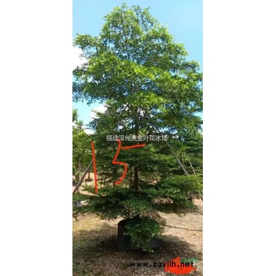 福建蜘蛛兰 漳州草花 福建乔灌木价格哪里好/哪家便宜