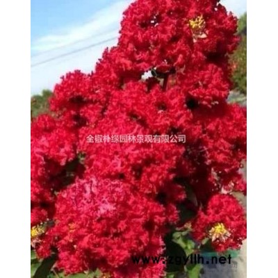 安徽地区常年供应地径6-10公分紫薇，紫薇地径6-10公分