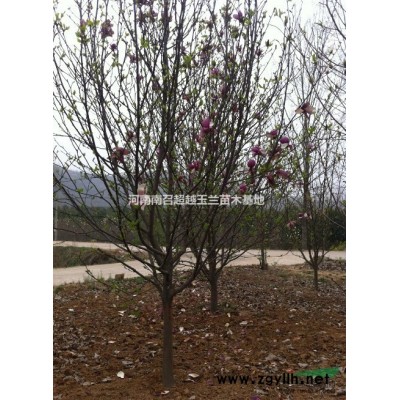 巨紫荆5-20公分价格