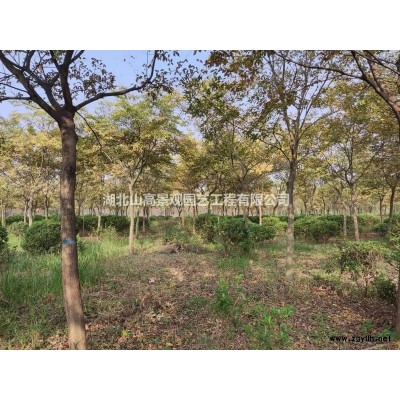 武汉周边自有苗圃约450亩，大小乔灌木20000多株，可整体转让或苗木销售，价格优惠，可随时联系