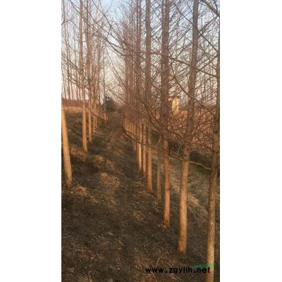 湖北荆州供应大量供应水杉，中山杉，落羽杉，池杉