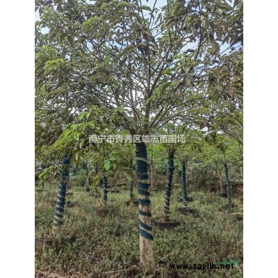 秋枫13-18公分，便宜处理！