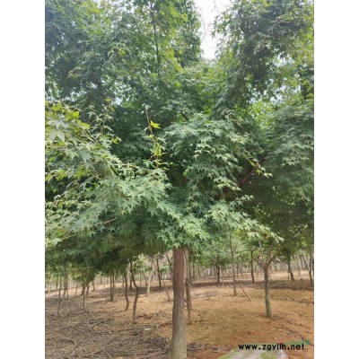 鸡爪槭大量供应