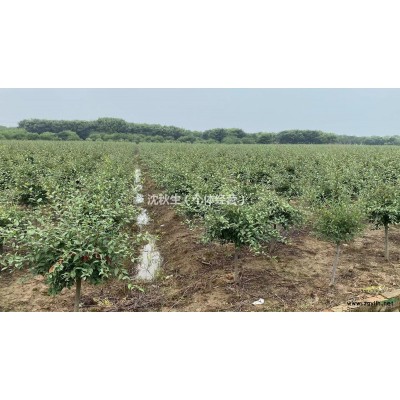 出售：库存30000棵     垂丝海棠5-6公分