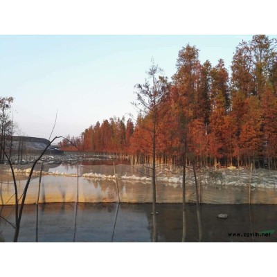 水杉池杉落羽杉中山杉水松各种规