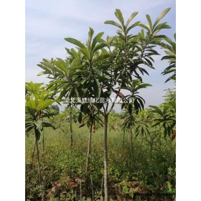 低价批发枇杷、紫薇、香樟等各种绿化苗木