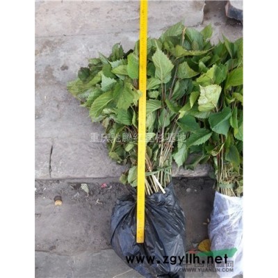 重庆香樟&重庆香樟树《驰腾基地自产直销》