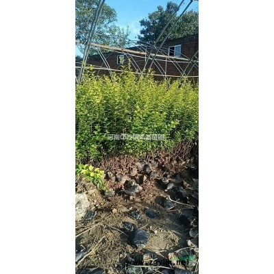 大量供应红叶石楠杯苗