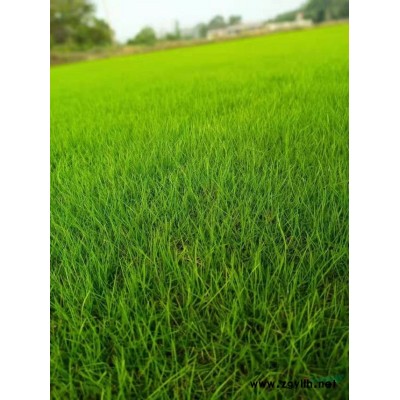 专业马尼拉草皮基地 湖南马尼拉草坪基地实拍 长沙马尼拉草皮