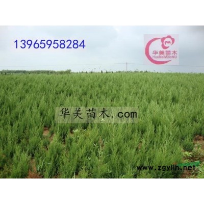 安徽省龙柏供应商