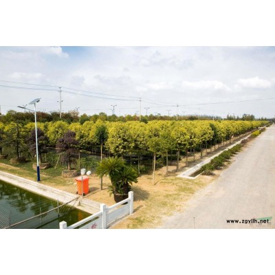 苏弘苗木基地9-10cm辉煌女贞