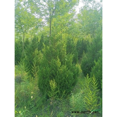 出售塔柏（属侩）