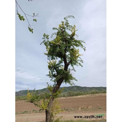 40公分造型金叶榆