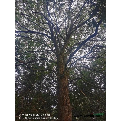 江西地区樟树和荷树出售