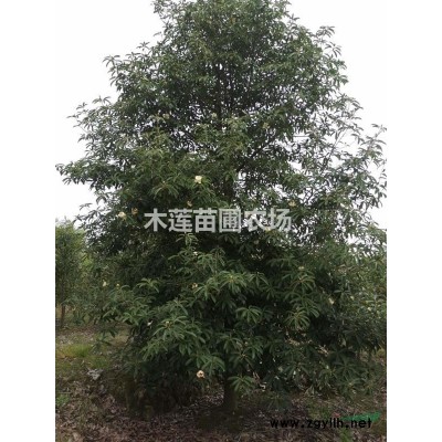 乳源木莲岀售