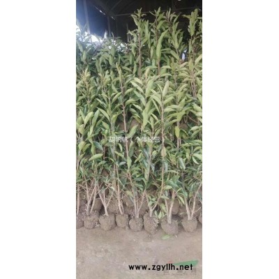 法国冬青珊瑚树苗80-300cm