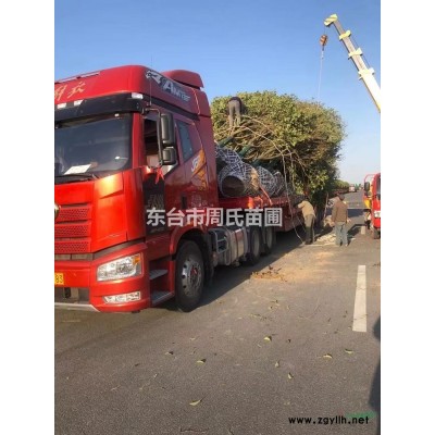 16公分大叶女贞价格