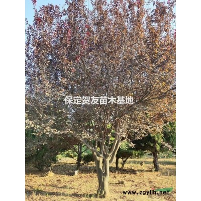 河北保定红枫 12-15公分美国红枫 品种*