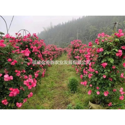 【供应】福建地区-八重樱