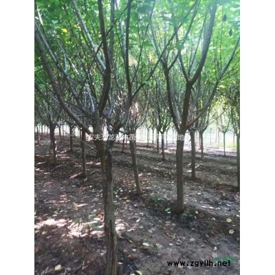 农户红叶李急售