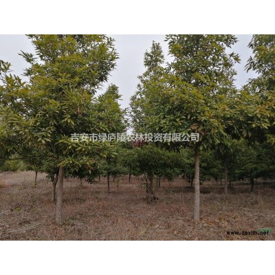 大量出售楠木、北美橡树、茶花桩、茶花苗，价格优惠