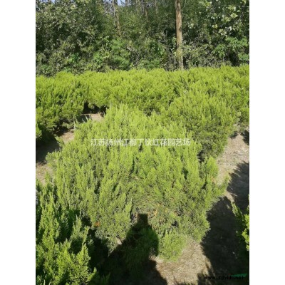 江苏龙柏高杆高50公分--5米农户批发 扬州江都龙柏基地批发/供应