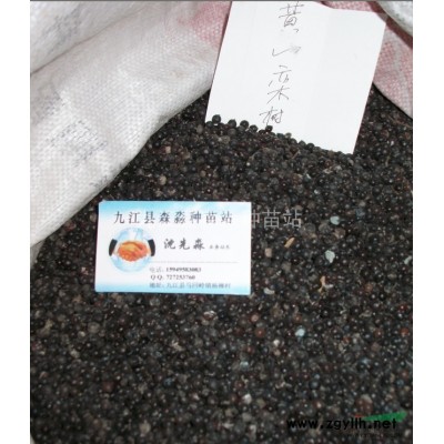 红榉小苗 红榉小苗价格 红榉小苗批发 江西红榉小苗基地 先淼