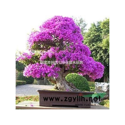 蓝花楹供应/蓝花楹图片图2