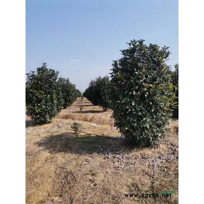 供应红花檵木树