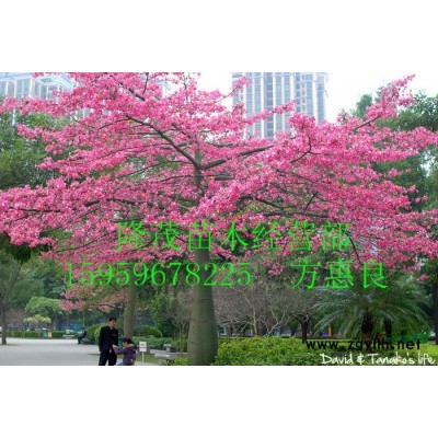 漳州代办 精品美人树 10至50公分冠幅优美