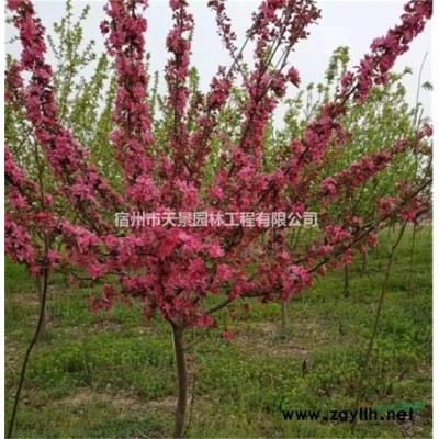 高杆女贞树胸径10-15