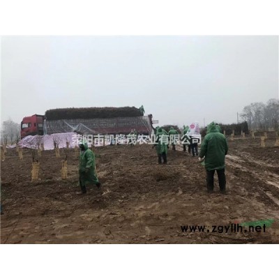 荥阳软籽石榴苗嫁接树突尼斯石榴树苗绿化树苗